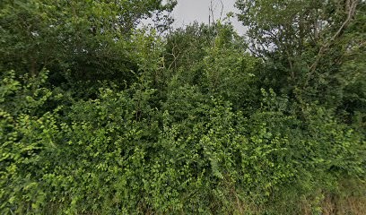 Ecuries de Bessières, Pension pour Chevaux à Bessières