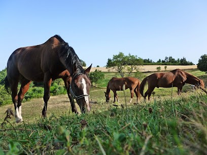 Centre Équestre Le Cheval Musical, Centre Equestres à Pélussin