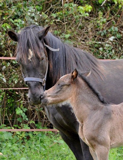 Elevage D'Extra, Centre Equestres à Écorches