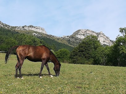 Les Crins De Romant, Centre Equestres à Saint-Paul-lès-Monestier