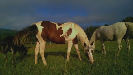 Le cheval est dans le pré, Pension pour Chevaux à Attignat-Oncin