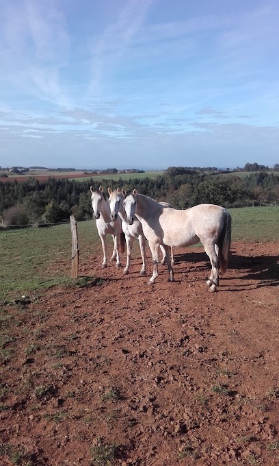 Les Écuries De La Lauzel, Centre Equestres à Teillet