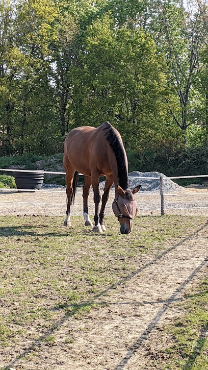 ECURIE DES LUMIERES, Centre Equestres à La Haie-Fouassière