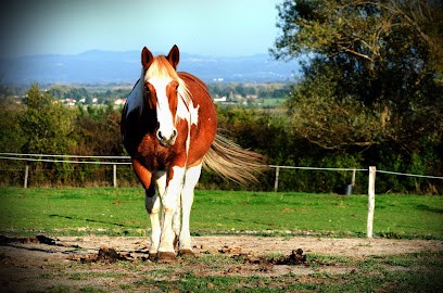 Ecurie AS Equitation, Centre Equestres à Saint-Romain-le-Puy