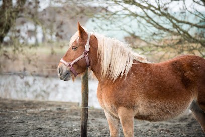 L Ecurie Du Halage, Centre Equestres à Quesnoy-sur-Deûle