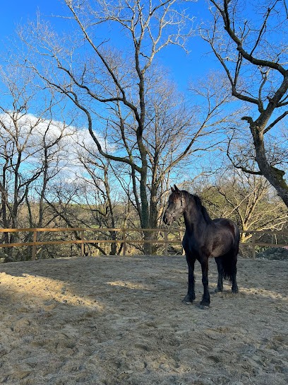 Ecurie Lakualde, Centre Equestres à Saint-Pée-sur-Nivelle