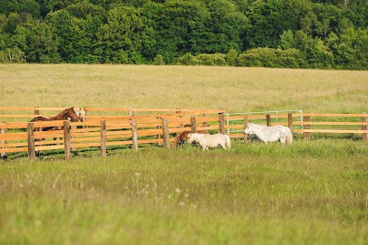 Ranch Lauzerat / Cg Reining Horses, Centre Equestres à Masseret
