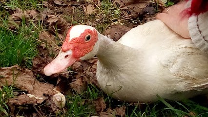 Earl Denis, Pension pour Chevaux à Saint-Aubin-d'Aubigné