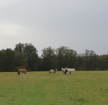 Écurie De La Miotière, Pension Pour Chevaux à Saint-Lumine-de-Coutais