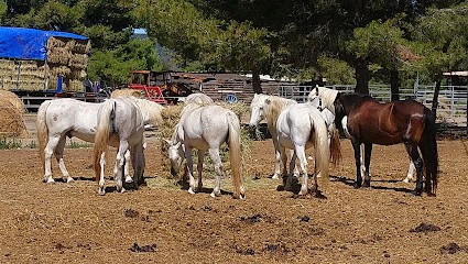 Promenade A Cheval Des Aresquiers, Centre Equestres à Vic-la-Gardiole