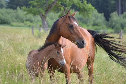 Ecurie des Vosges, Centre Equestres à La Chapelle-aux-Bois