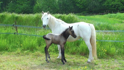 Ecurie De Matt, Centre Equestres à Trumilly