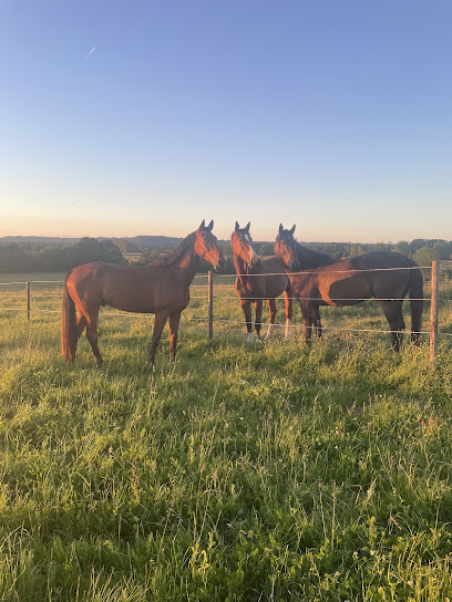 Haras Des Florelle Pension Pour Chevaux à Mézidon Vallée d'Auge