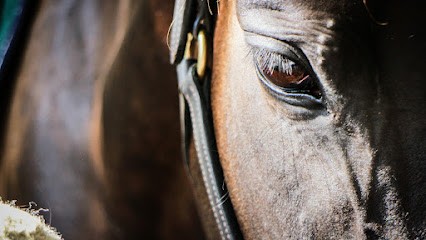 Les Écuries Equi Mamour Lège Cap Ferret, Centre Equestres à Lège-Cap-Ferret