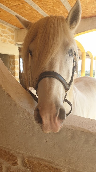 ELEVAGE DES SAGNES, Centre Equestres à Saint-Geniès-de-Malgoirès