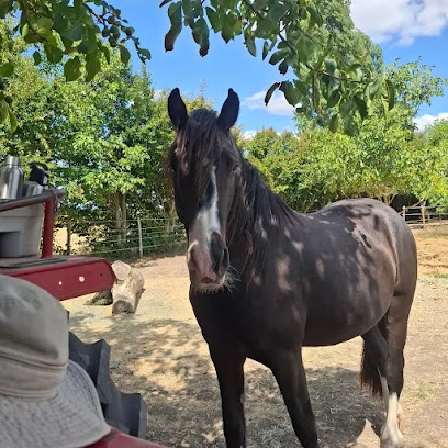 Paddock Paradise Vienne, Pension Pour Chevaux à Mouterre-Silly