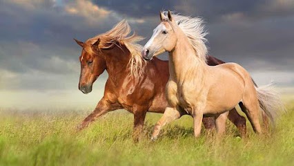 ÉCURIE LES GIRAUDIERES, Centre Equestres à Chail