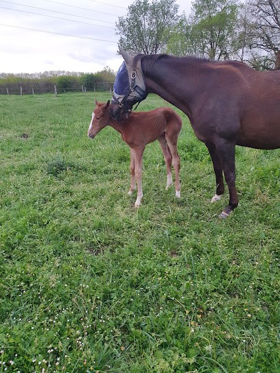 Mme Monique LOPEZ, Pension pour Chevaux à Ramonville-Saint-Agne