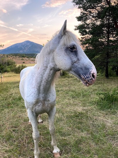 Le Paradenya Pony Club De Grasse, Centre Equestres à Grasse