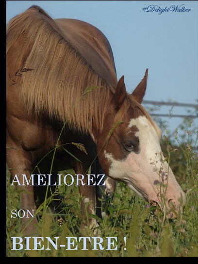 Delight Walker Equi-pistes, Pension pour Chevaux à Saint-Vincent-de-Lamontjoie