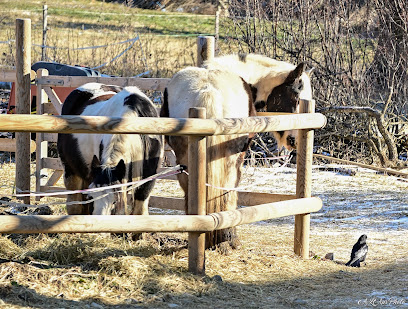 Centre De Thérapie Par Le Cheval -Equithérapie-La Havane De Buissard Centre Équestre à Buissard