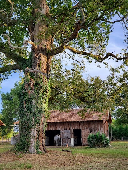 L'Ecrin du bois, Pension pour Chevaux à Rion-des-Landes