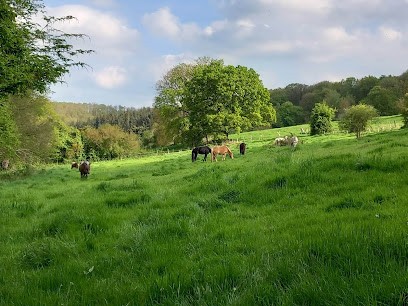 Les Crins De Verdure, Centre Equestres à Elbeuf