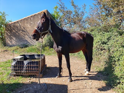 Equestrian Center Legrand, Centre Equestres à Villeneuve-la-Comptal