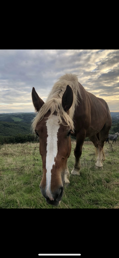 Ecurie Des Songes Pension Pour Chevaux à Martrin