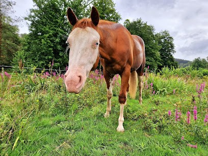Domaine du Pferdstal, Pension pour Chevaux à Wingen-sur-Moder