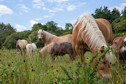 Les Chevaux de Brocéliande - Centre équestre Tréhorenteuc, Centre Equestres à Tréhorenteuc