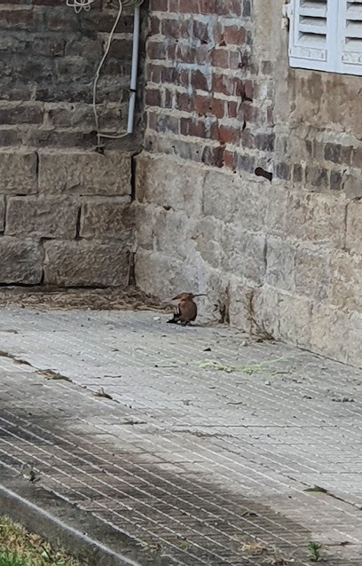 Ecurie du val de seille, Pension pour Chevaux à Montcony