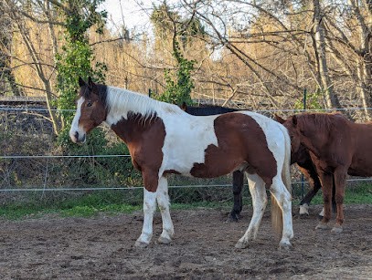 CENTRE EQUESTRE SALONAIS, Centre Equestres à Salon-de-Provence