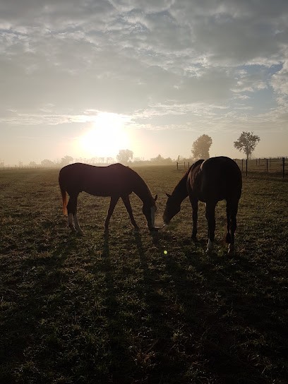 Les Écuries Des Barth's, Pension pour Chevaux à Verdun-sur-Garonne