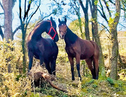 Écurie des Avants Monts, Pension pour Chevaux à Saint-Chinian