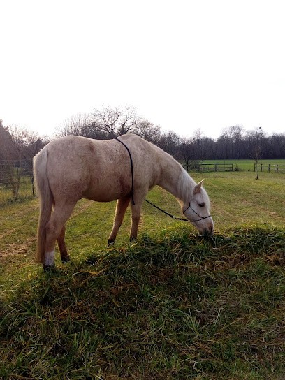 ECURIES DE LA CHARBONNOTTE, Centre Equestres à Melz-sur-Seine