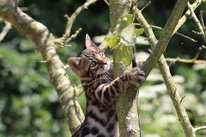 Kaydara Centre Équestre Les Bengals De Kaydara, Centre Equestres à Penvénan