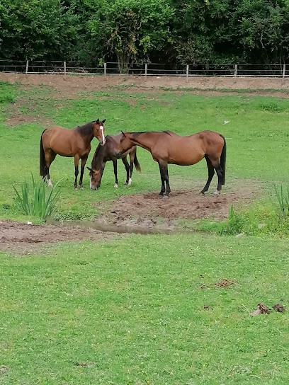 Ecurie Sebelle, Centre Equestres à Vernou-la-Celle-sur-Seine