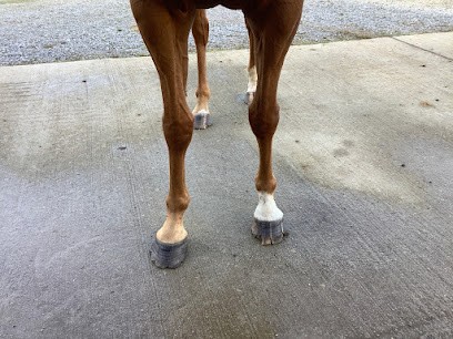 Stables Ar Koed Aour, Centre Equestres à Pleucadeuc