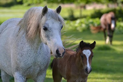 Elevage Des Néaudes, Centre Equestres à Reugny