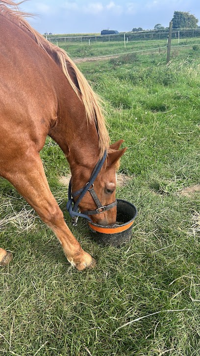 Pension Les Paturages, Pension pour Chevaux à Saint-Thonan