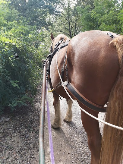 LALEUF EQUITATION, Centre Equestres à Saint-Maur
