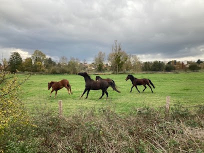 Pension Chevaux Beatrix, Pension pour Chevaux à Houdan