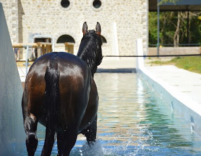 Domaine De Sauboméa - Centre De Remise En Forme équin, Pension pour Chevaux à Saint-Vincent-de-Lamontjoie