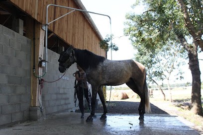 Les Écuries de Saubens, Pension pour Chevaux à Saubens