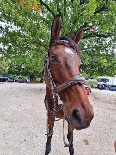 CENTRE EQUESTRE LES ALLARDS, Centre Equestres à Pessines