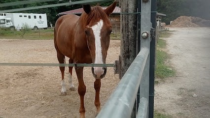 USM SARAN CENTRE EQUESTRE, Centre Equestres à Saran