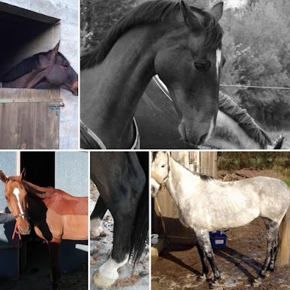 Beauty’Horses, Pension pour Chevaux à Laigné-en-Belin
