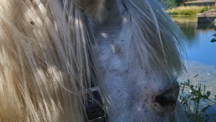 Haras Du Bois Marie, Centre Equestres à Saint-Macaire-du-Bois