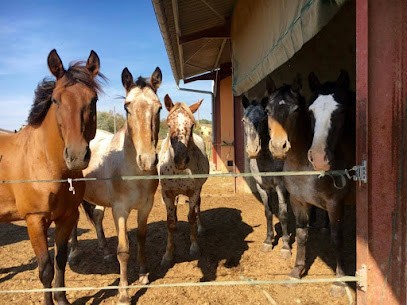 Ecuries d'En Cayla, Centre Equestres à Lasserre-Pradère